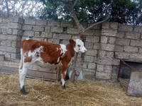 Krava, Simmental cattle — fotografija 5