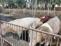 Бух, Simmental cattle — 4 зураг