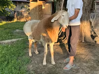 Vædder, Arashan sheep — foto 2