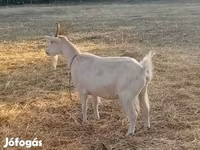 Koza, Saanen goat — foto 6