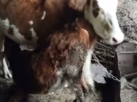 Kuh, Simmental cattle — Foto 4