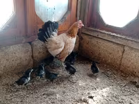 Chickens — foto 4