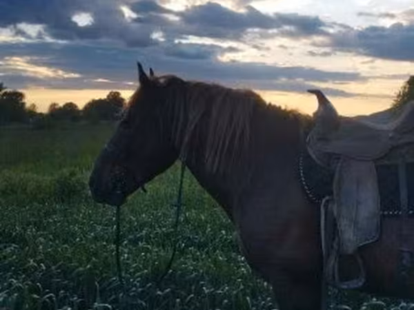 Horse (M), Horses