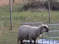 گوسفند (گروه، جنسیت مشخص نشده), White Suffolk sheep — عکس 4