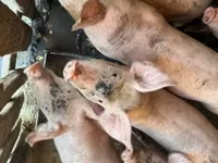 Prasnice, Prasata — foto 2