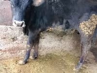Býk, Russian Black pied cattle — foto 1