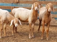 मेढ़ा, Arashan sheep — फ़ोटो 2