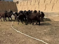 قوچ, گوسفند — عکس 1