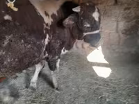Toro, Russian Black pied cattle — foto 6