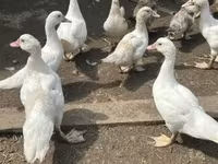 Ducks — புகைப்படம் 3