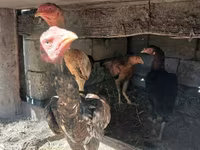 Chickens — foto 4