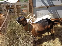 Kambing betina, Nubian Goat — foto 4