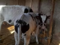 Touro, Russian Black pied cattle — foto 6