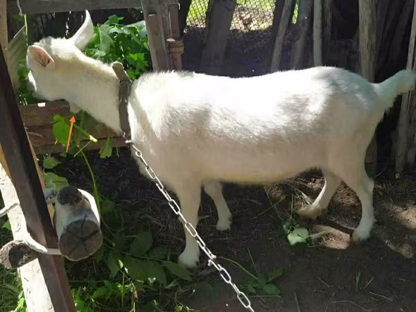 Echki, Saanen goat