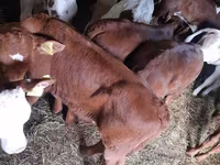 Buqa, Simmental cattle — 5-rasm