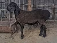 Kambing jantan, Sheep — foto 1