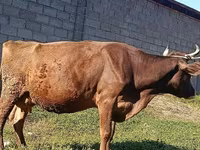 วัวตัวเมีย, Swiss cattle — รูปภาพ 2