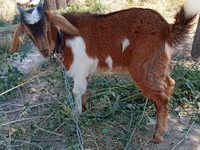 Buk, Beetal goats — foto 4