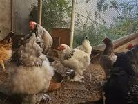 براهما — عکس 1