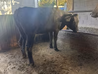 گاو ماده, Swiss cattle — عکس 4