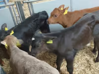 Bull, Cattle — photo 6