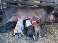 Schweine (Partie, Geschlecht nicht angegeben), Schweine — Foto 8