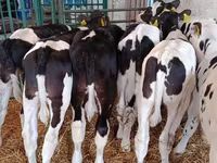 Toro, Razza Holstein — foto 8