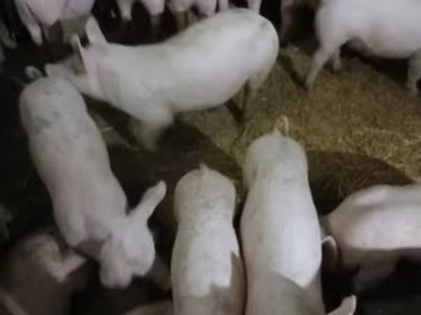 แม่สุกร, Пьетрен