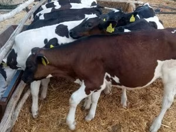 Lembu jantan, Cattle