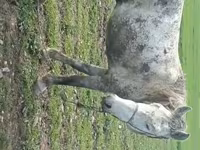 At, Karabakh horse — foto 4