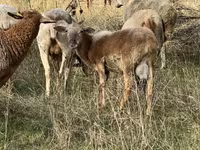قوچ, Katum sheep — عکس 3