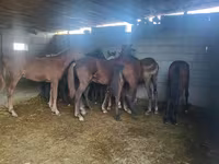 Cheval, Chevaux — photo 2