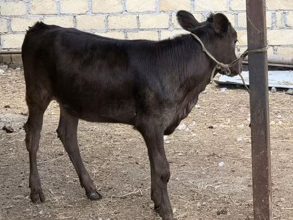 Vacă, Bovine