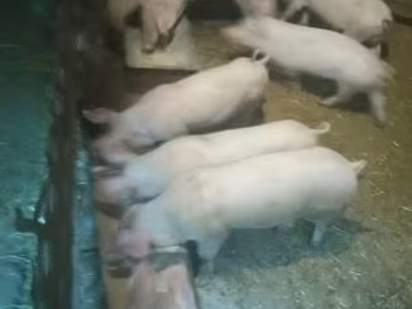 Svinje (partija, pol nije naveden), Свиње
