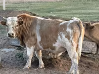 Bou, Bovine — foto 1