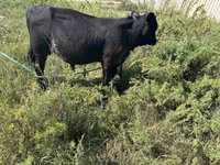 گاو نر, آبرادین-آنگوس — عکس 6