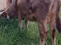 Ko, Aserbajdsjansk zebu — foto 3