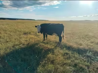 Lembu betina, Russian Black pied cattle — foto 2