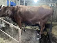 Αγελάδα, Swiss cattle — φωτογραφία 4