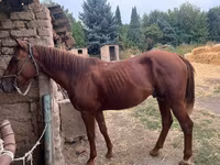 اسب نر, اسب — عکس 4