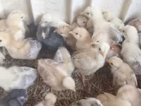 Chickens — foto 7