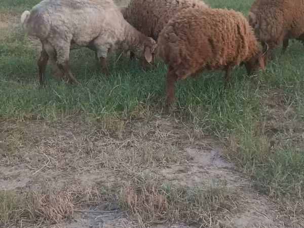 Ovce (partija, pol nije naveden), Овце