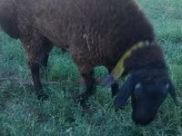 Beran, Qashqai sheep — foto 4