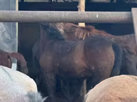 Kuda betina, Horses — foto 1