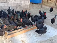 Australorp — zdjęcie 1