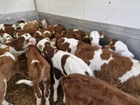 ВРХ (партія, стать не вказано), Simmental cattle — фото 2