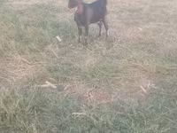 Kambing jantan, Goats — foto 4