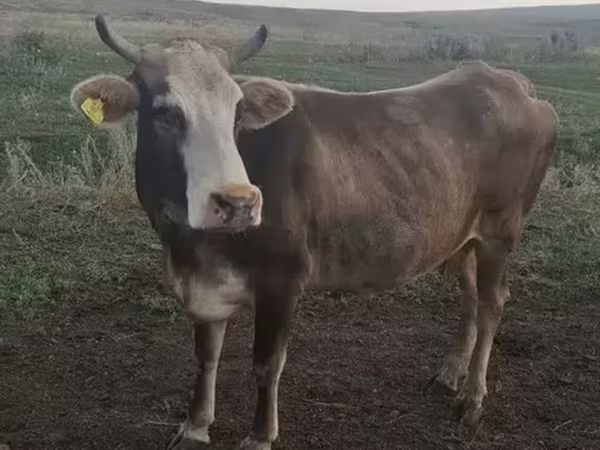 Cow, Cattle — Armenia