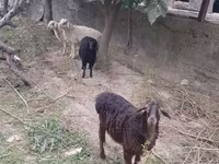Хуц, Хонь — 2 зураг