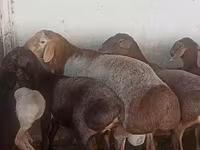 Ovan, Arashan sheep — fotografija 3